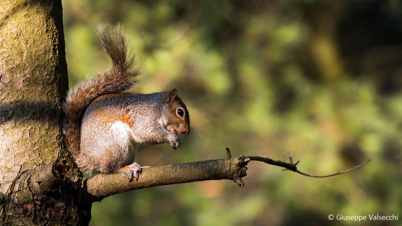 Grey Squirrel...