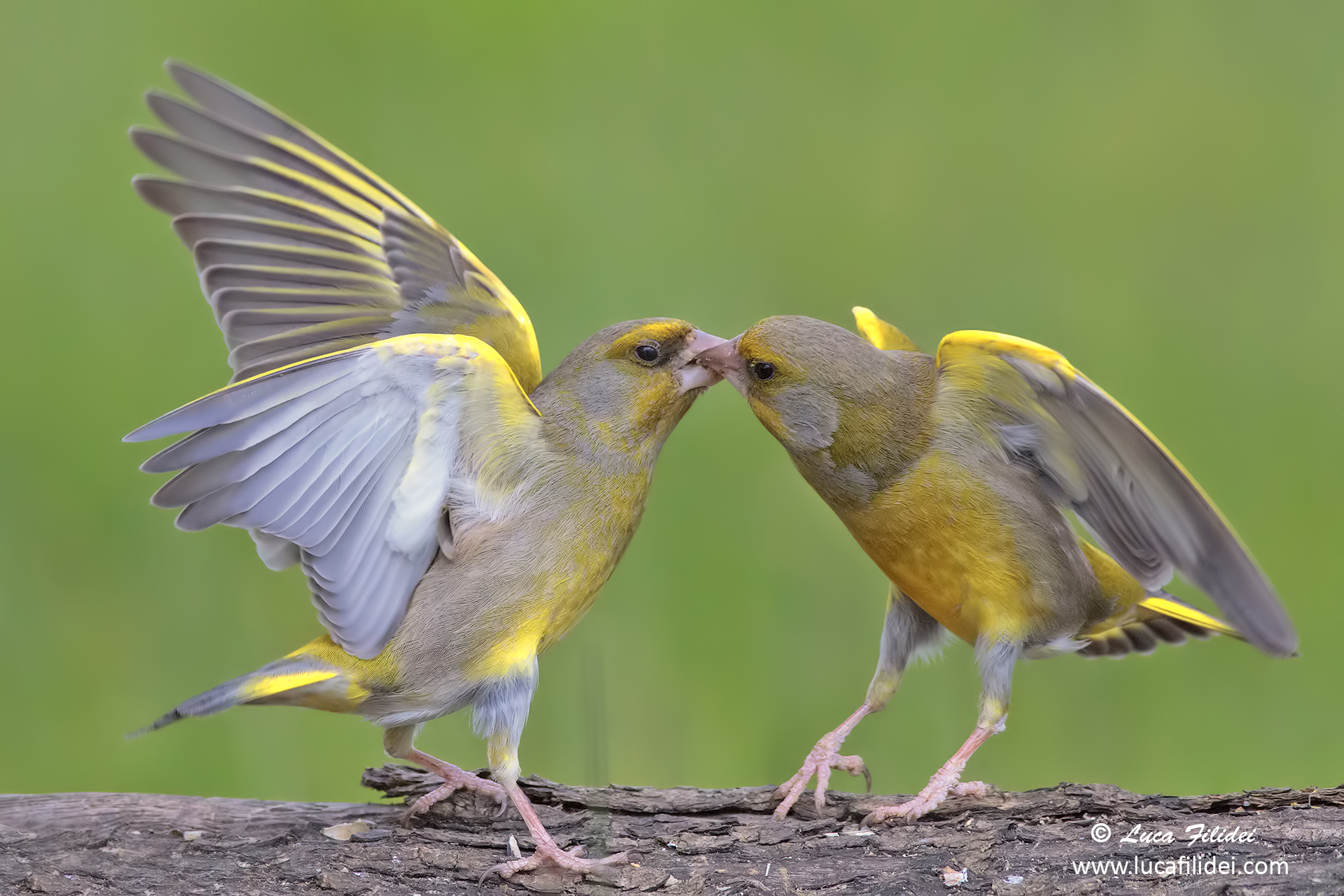 Fight between Greenfinches...