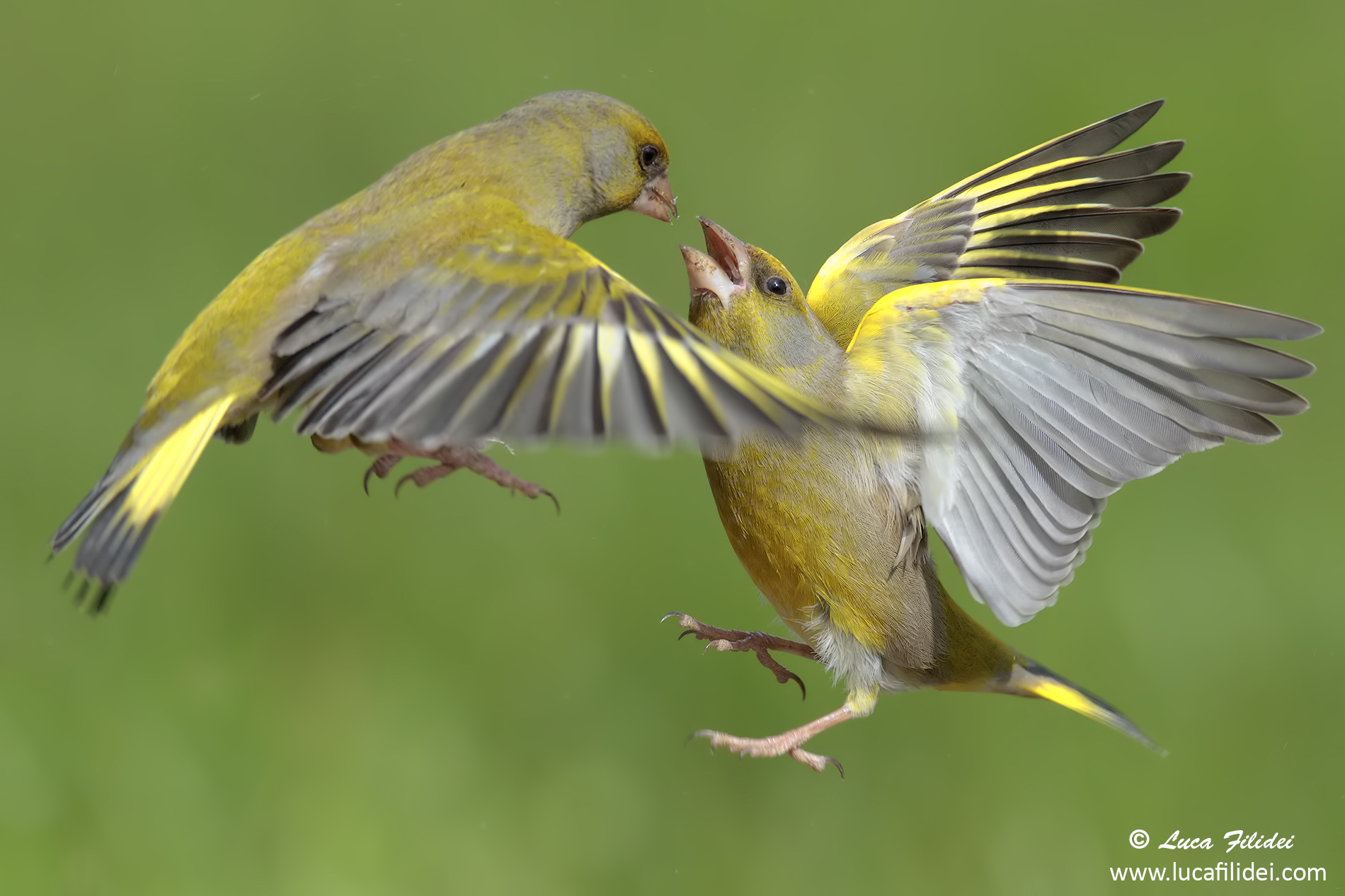 Fight between Greenfinches...