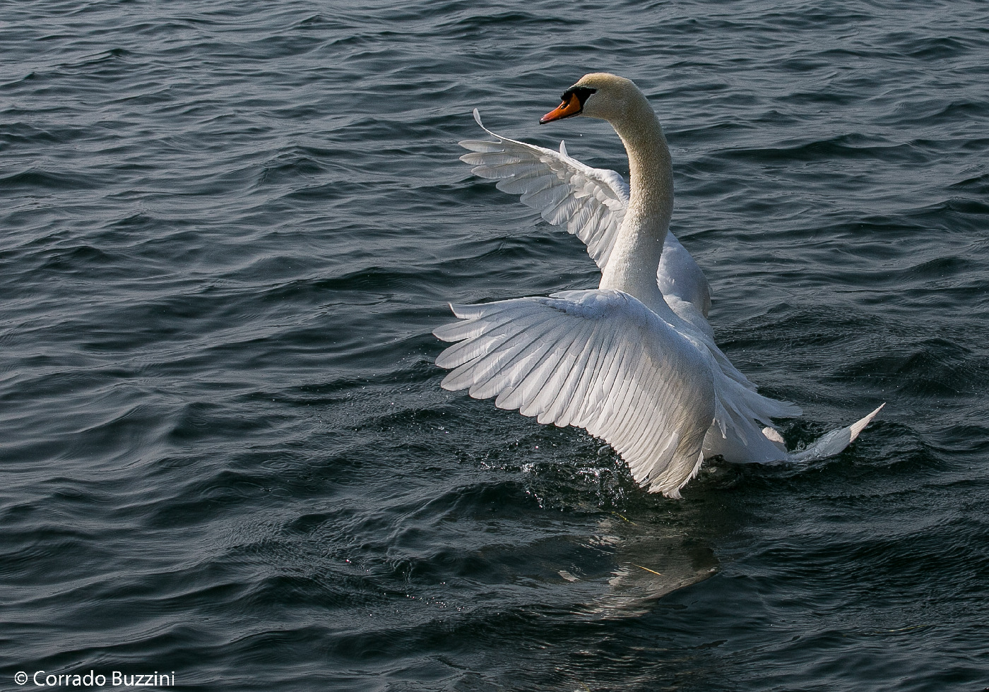 swan with spread wings...