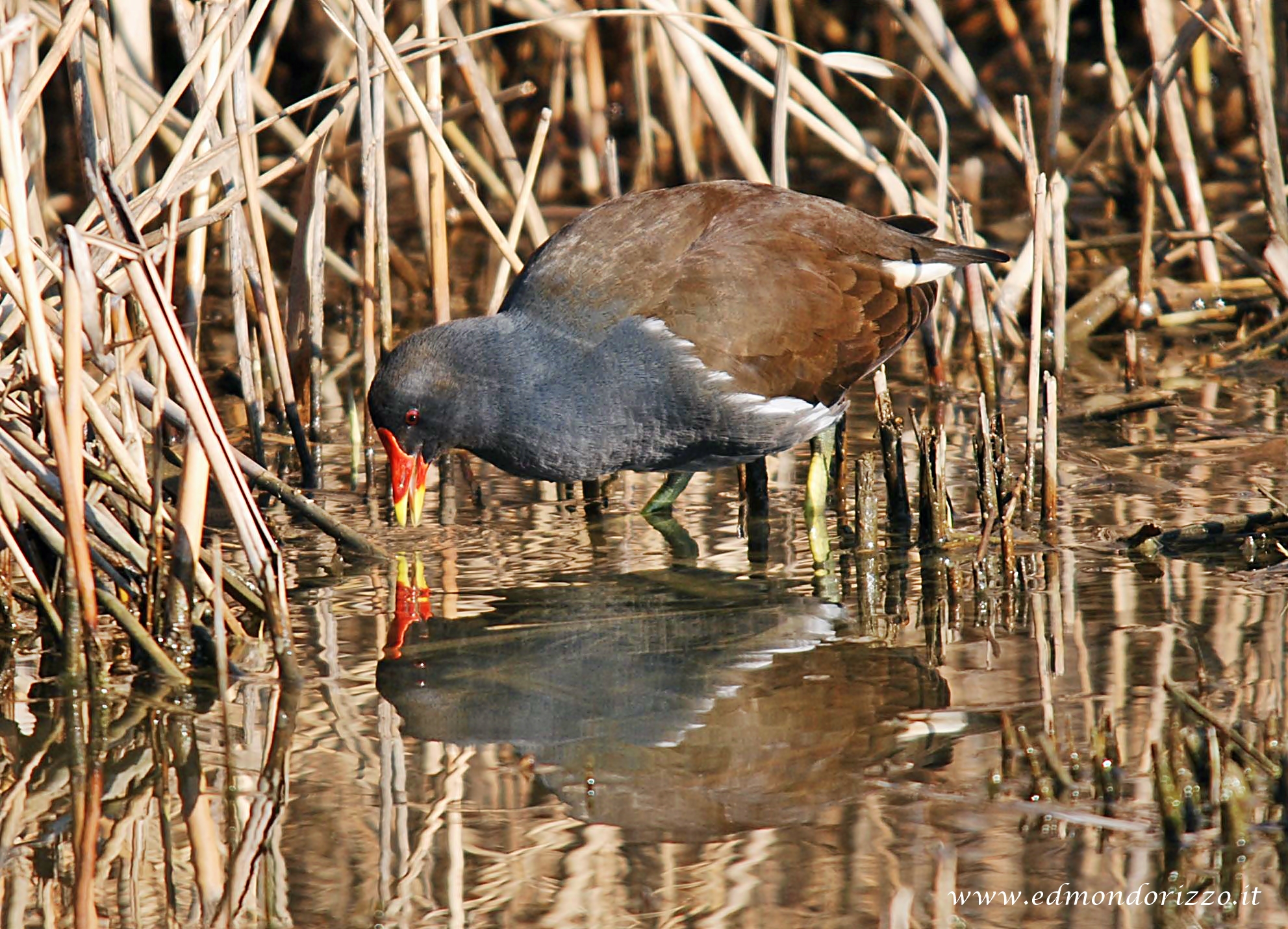9 Moorhen...