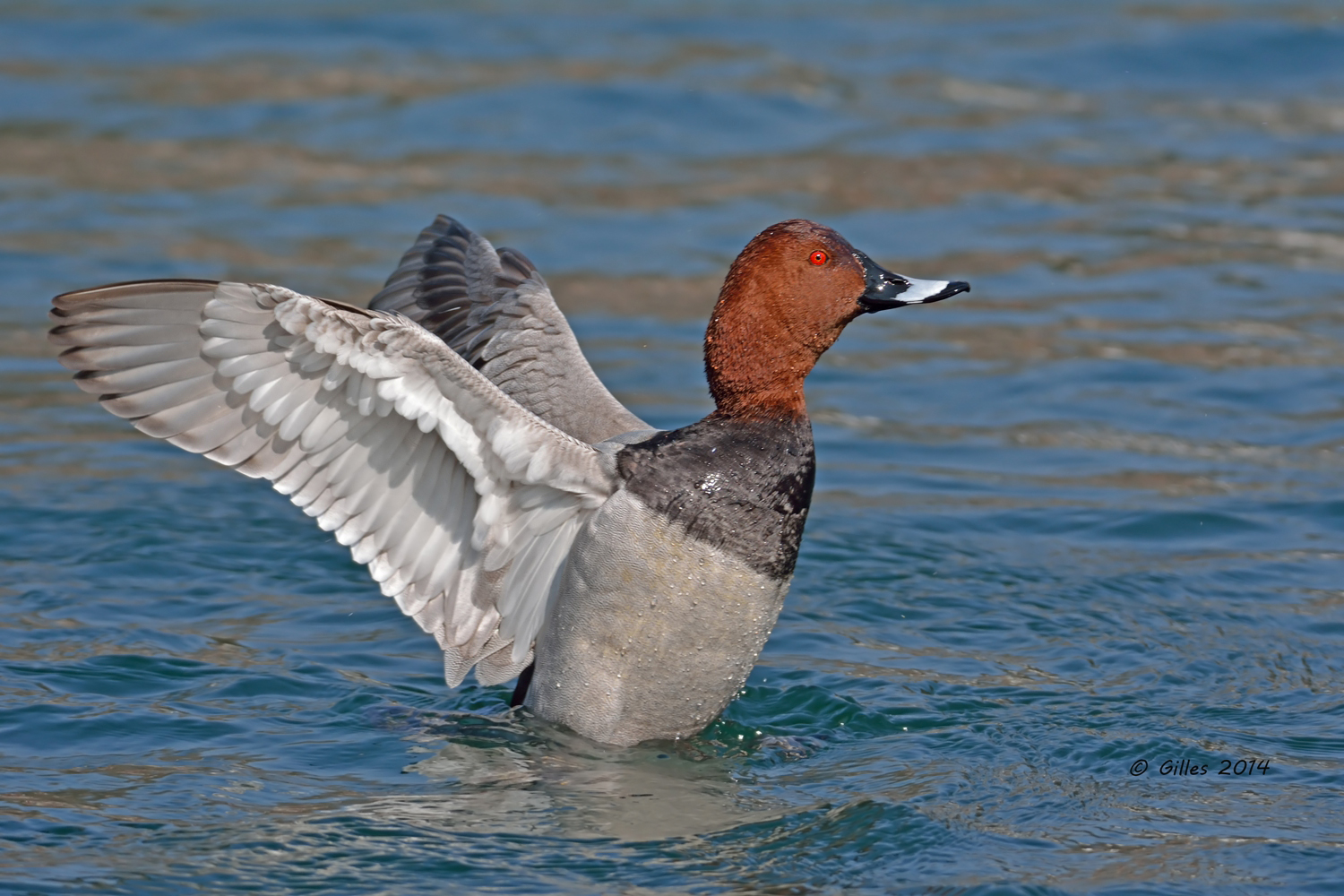 Pochard m. (Aythya feral)...