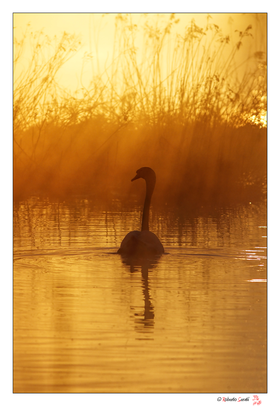 Swan in the 'gold...