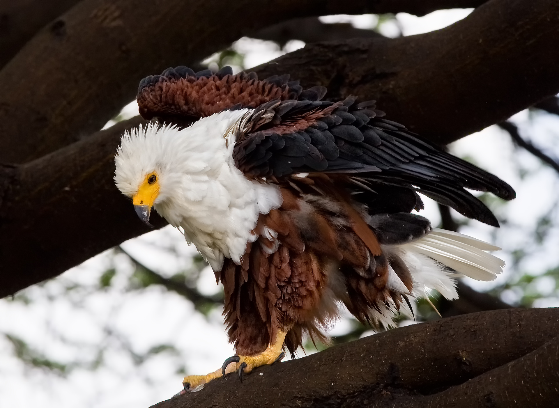 African Fisheagle...