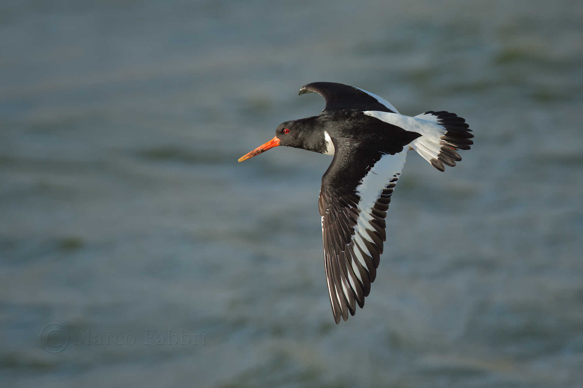 Oystercatcher in flight 2...