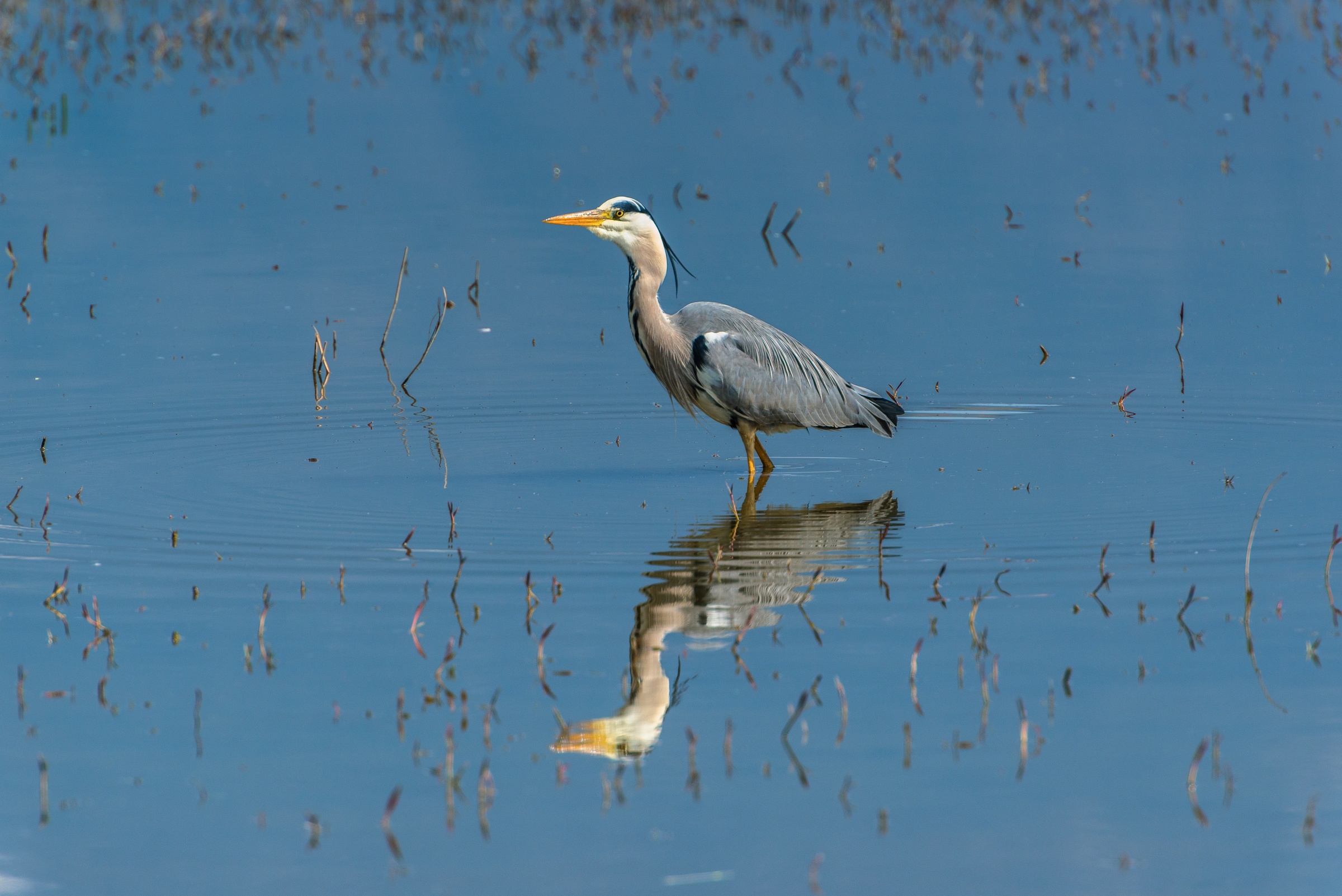 Great Blue Heron...