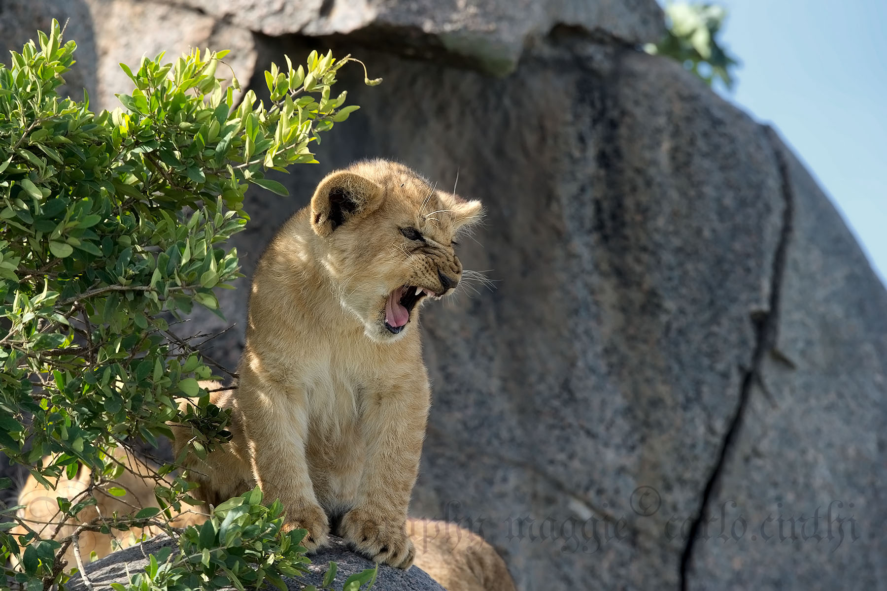Cucciolo di leone - prove tecniche d'aggressività...