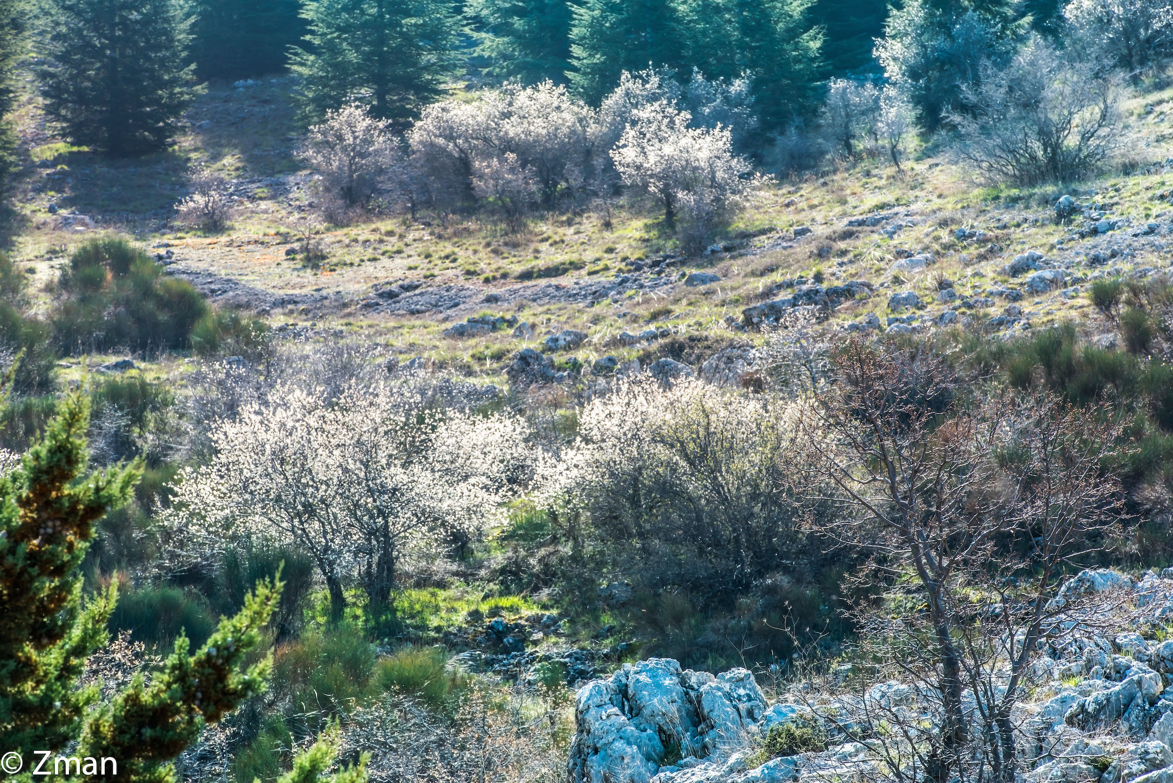 Wild Almond Trees...