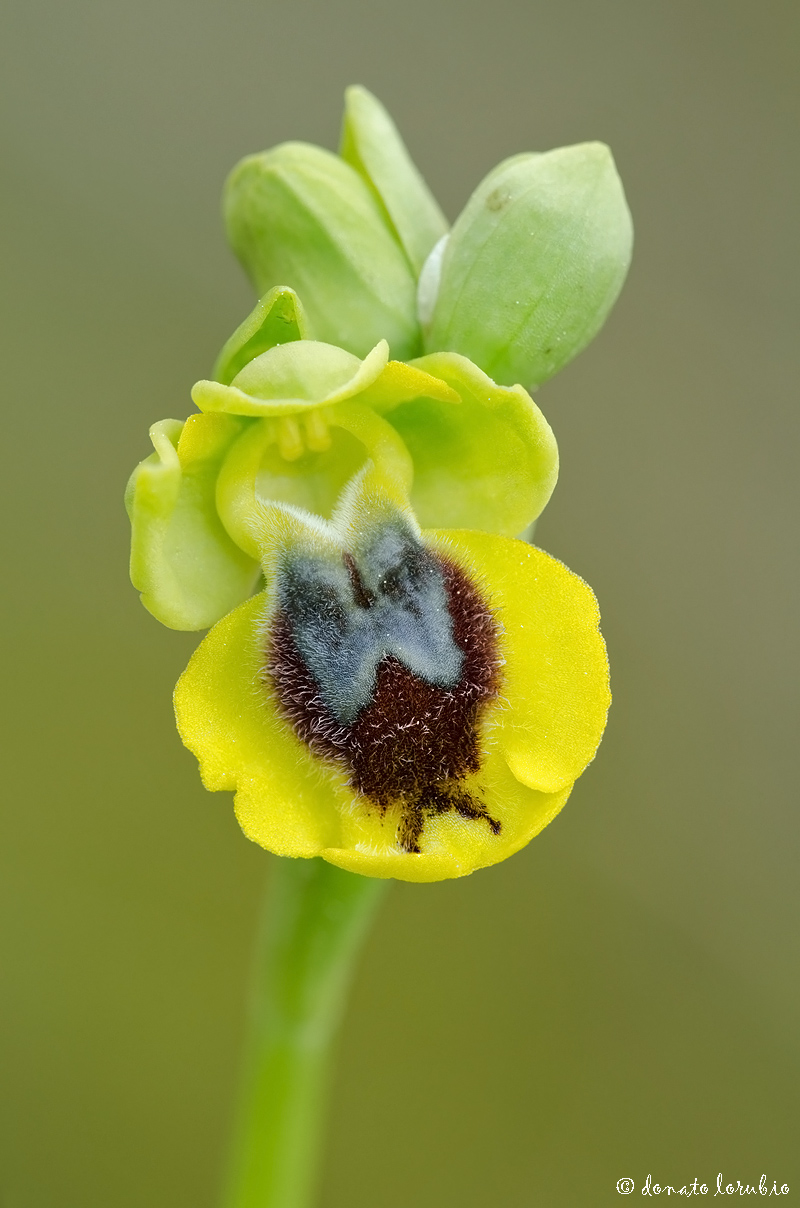 ritratto di Ophrys lutea...