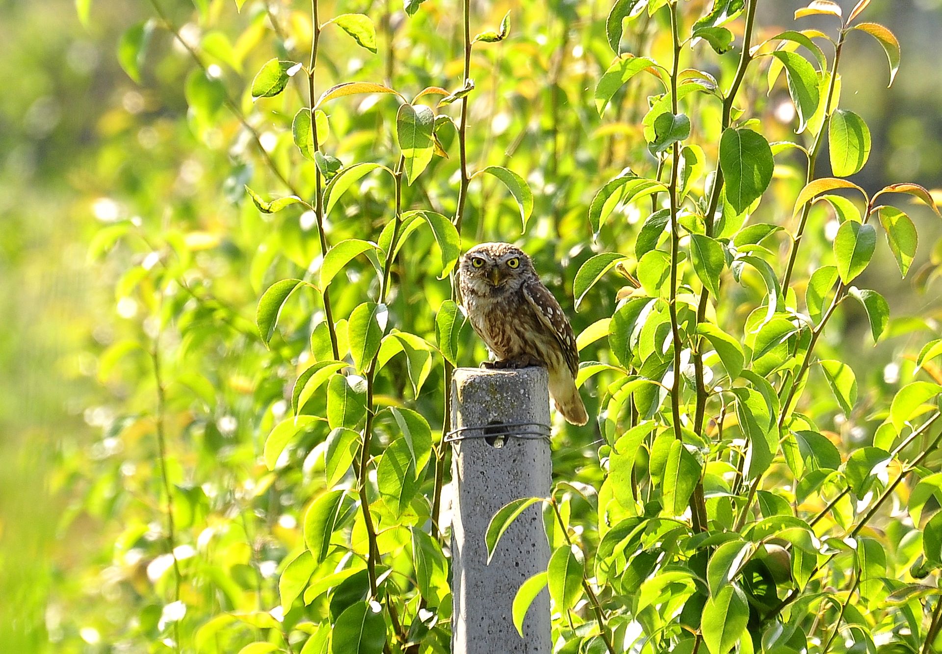 owl sunbathing...