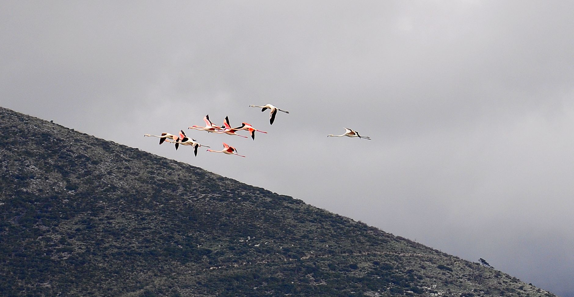 flamingos in flight...