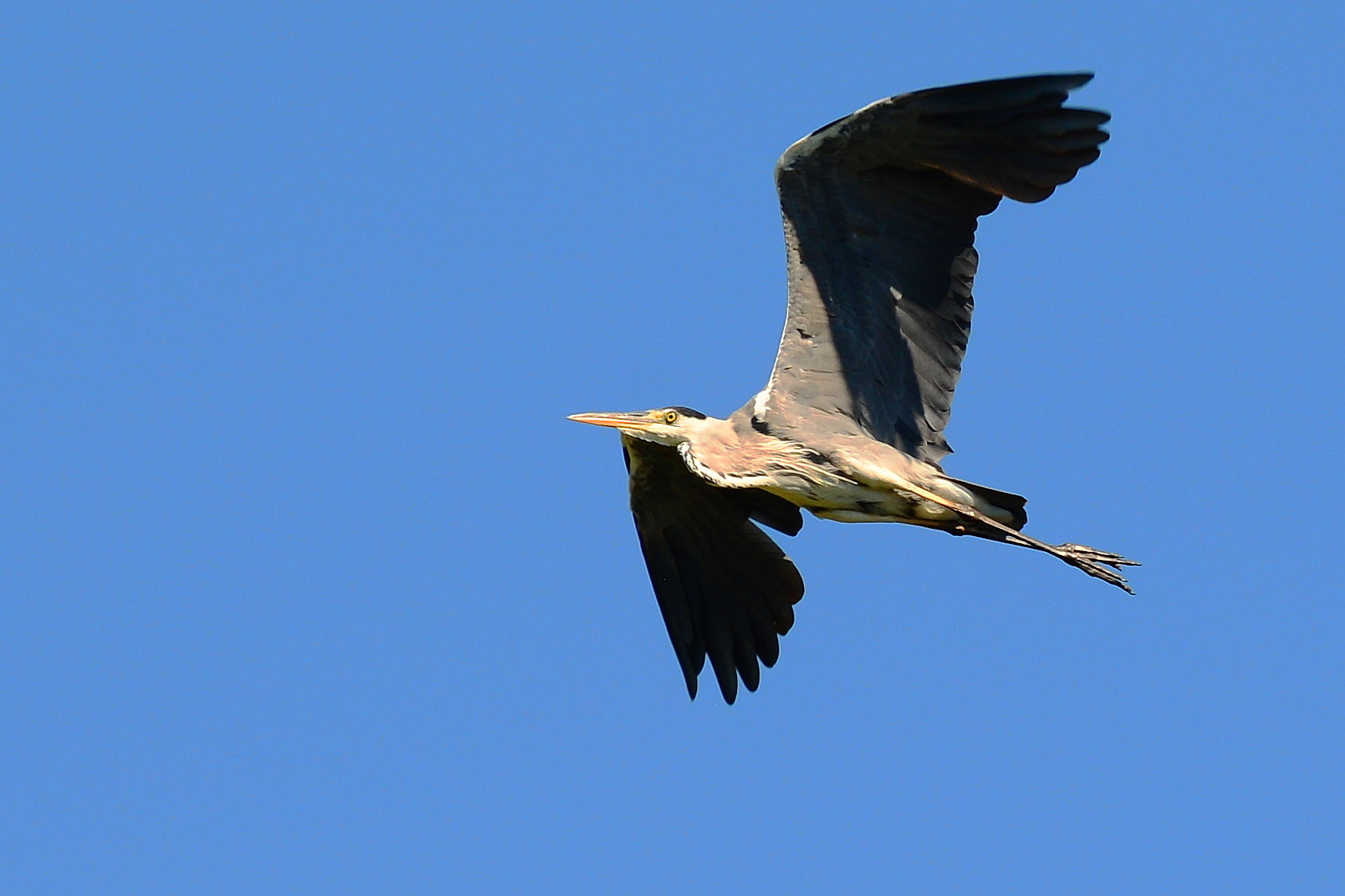 3 heron heron in flight...