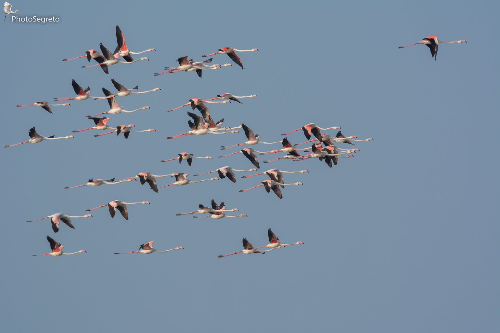 Flock of Pink Flamingos...
