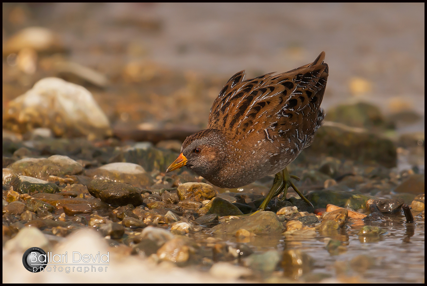 spotted crake...