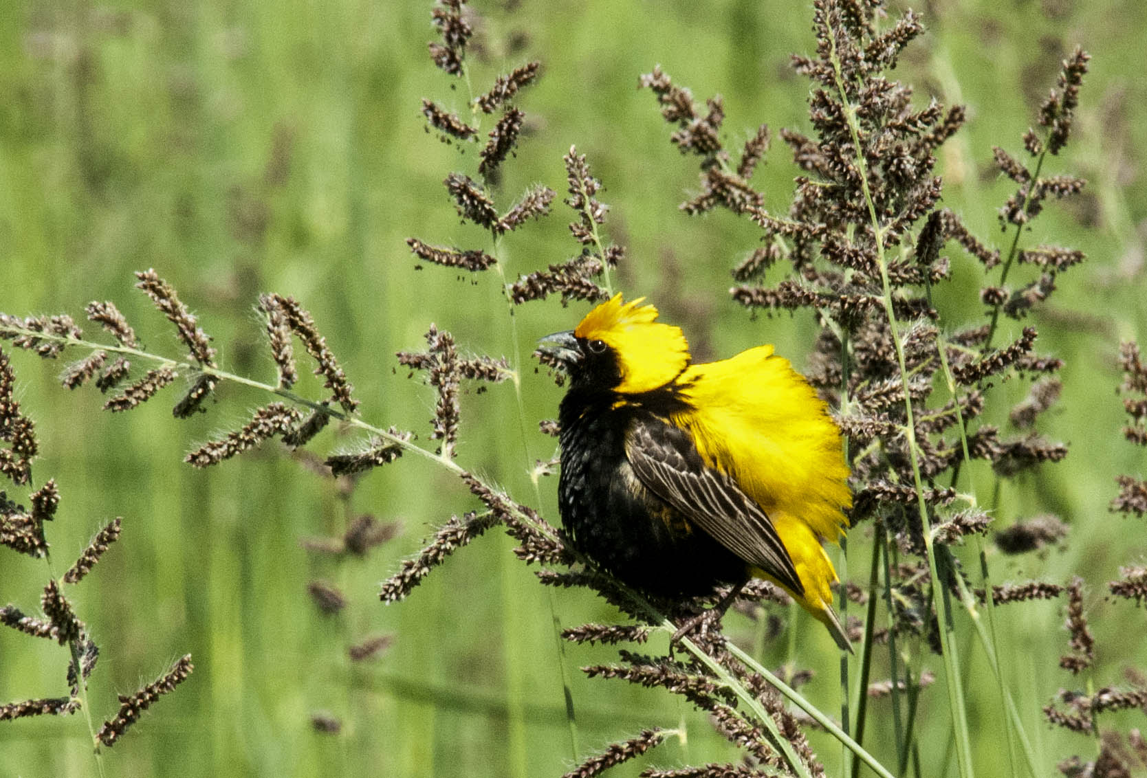 Yellow-crowned Bishop...