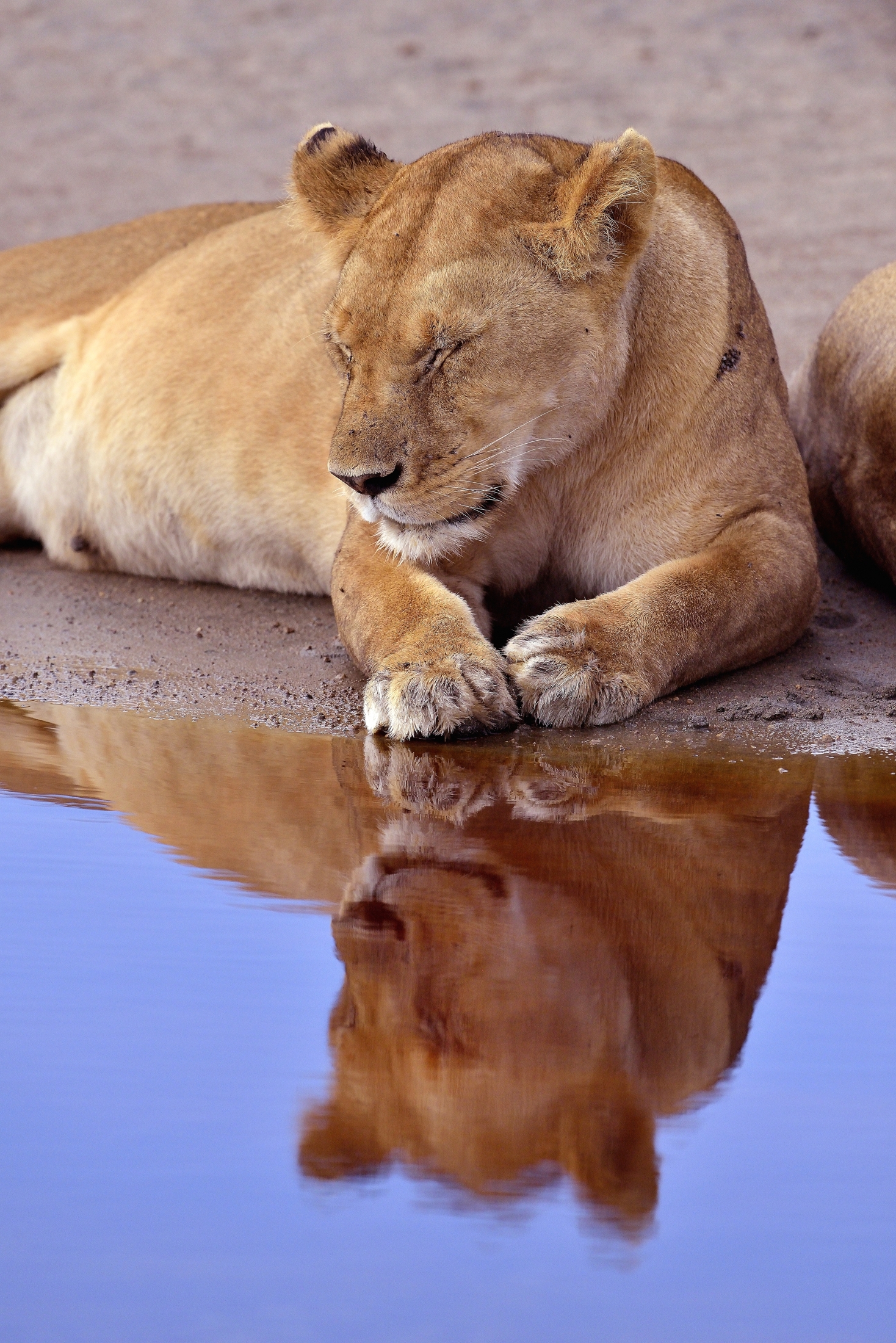 Ngorongoro Cocervation Area - Lioness...