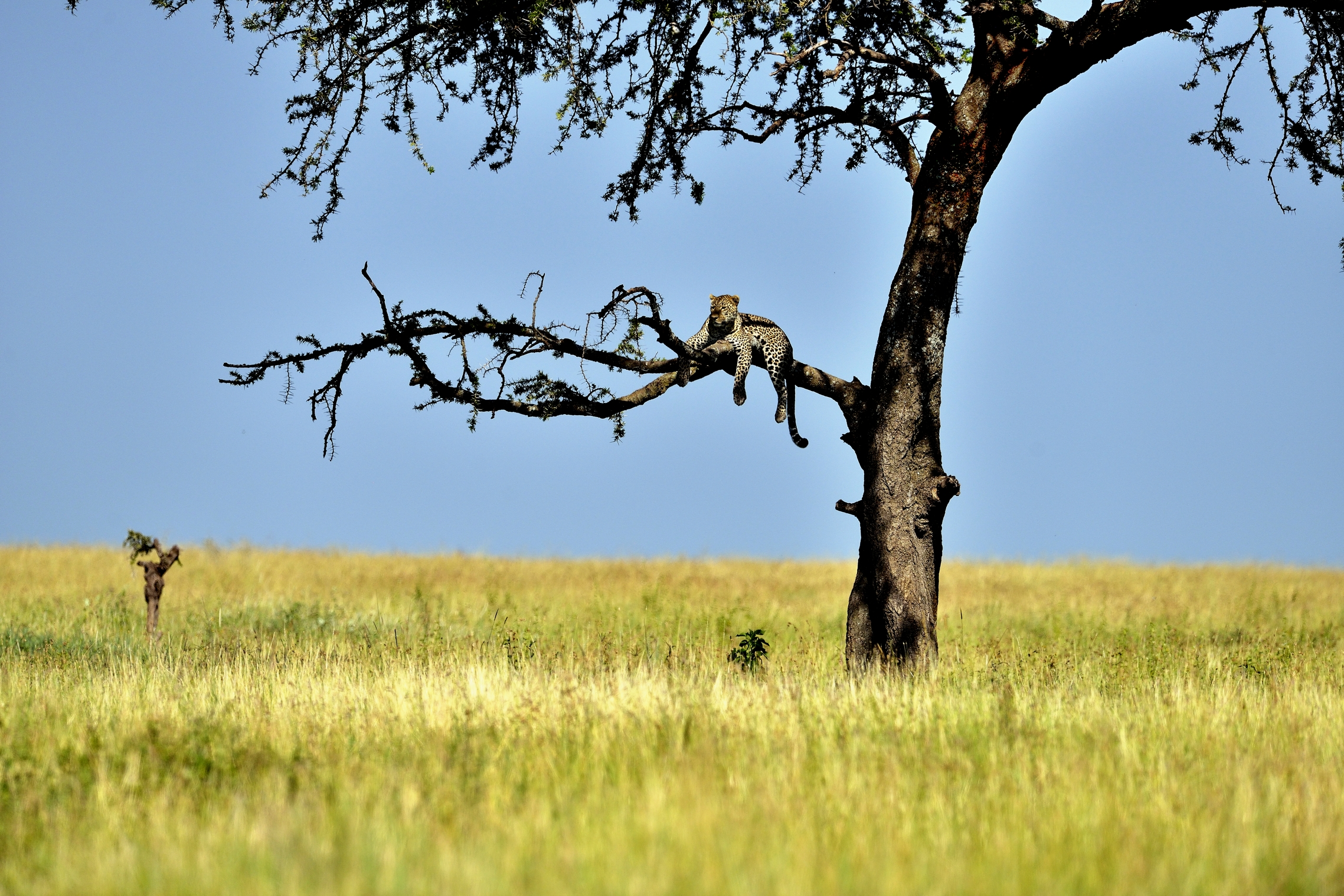 Serengeti - Leopard...