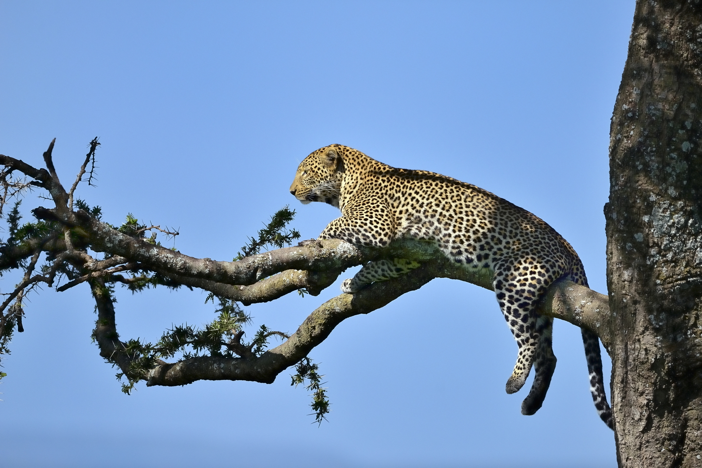 Serengeti - Leopard...