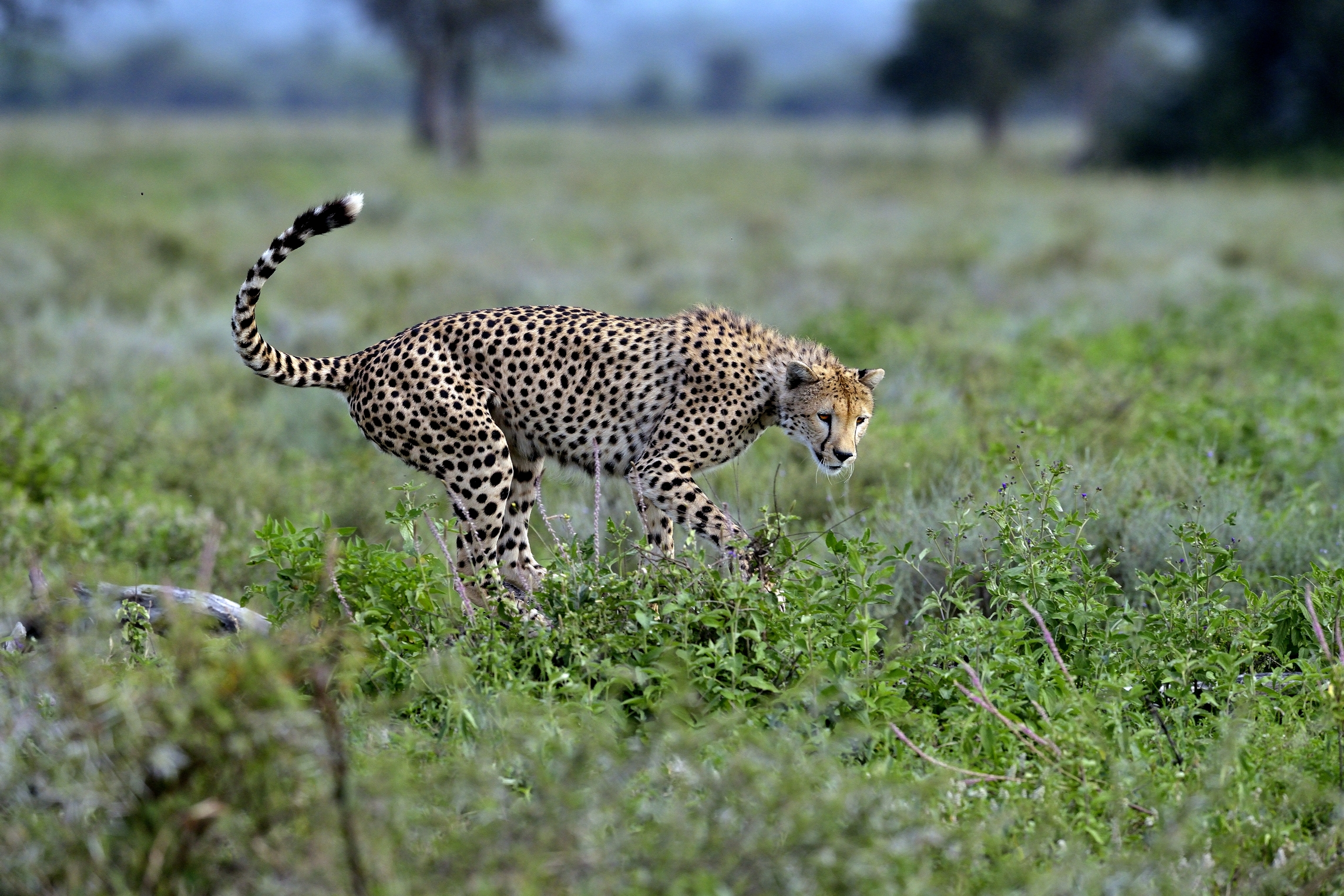 Ngorongoro Conservatio Area - Cheetah...