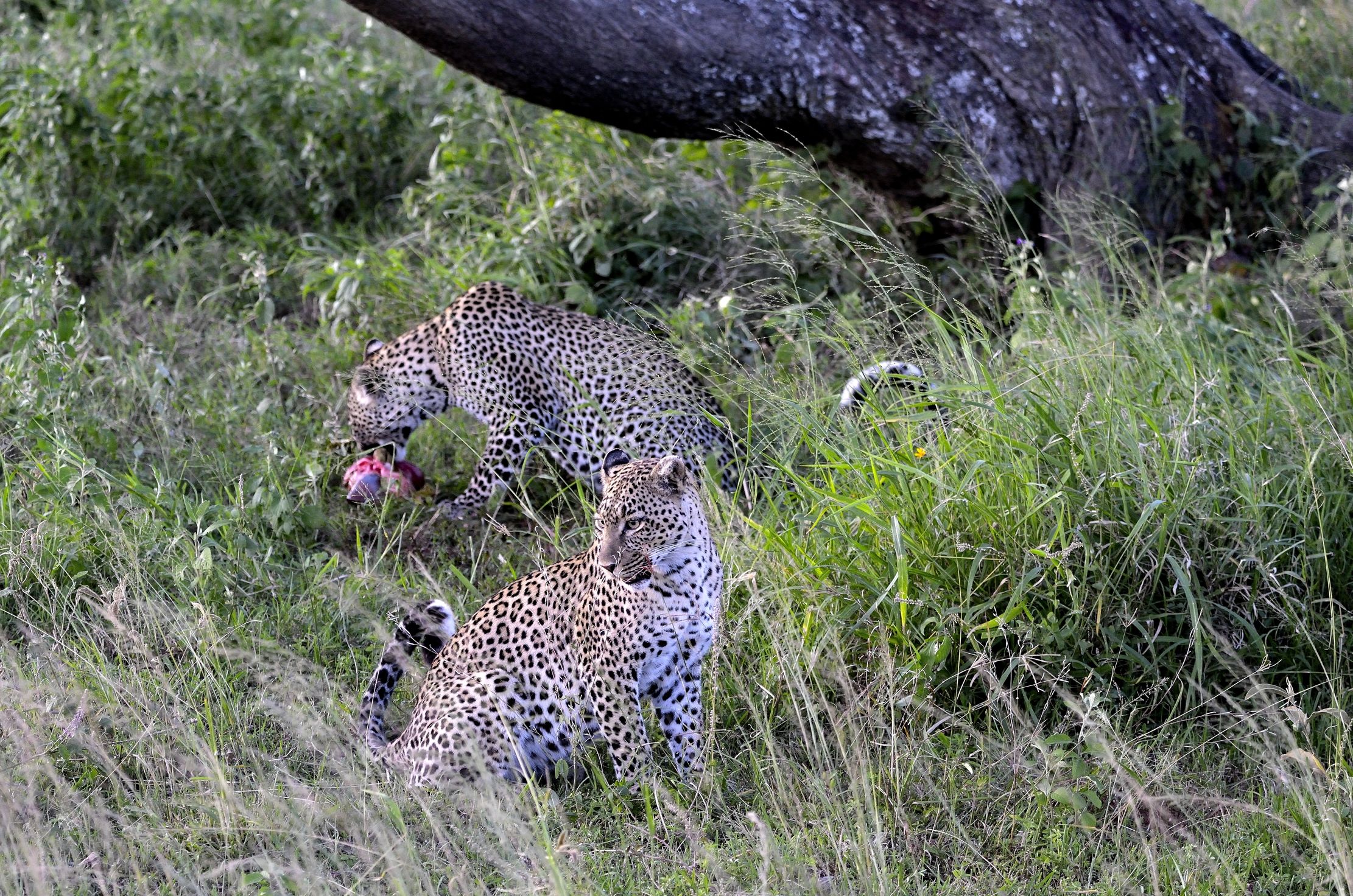 Serengeti - leopard with prey...