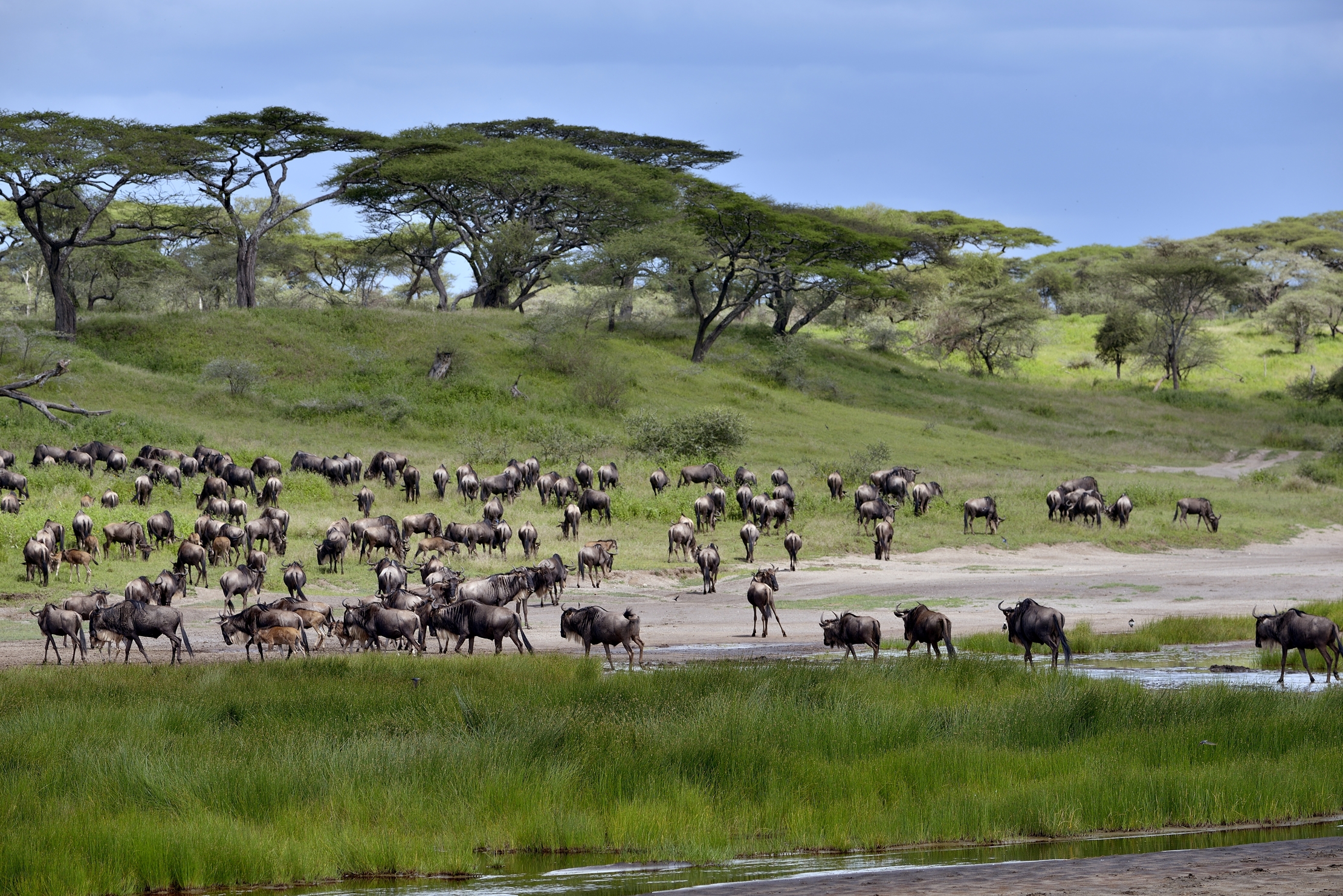 Ngorongoro Conservatio Area - Gnu...