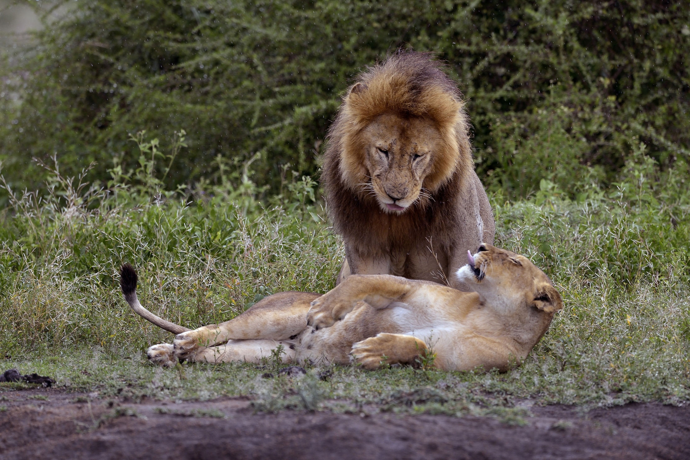 Ngorongoro Conservation Area - Lions...