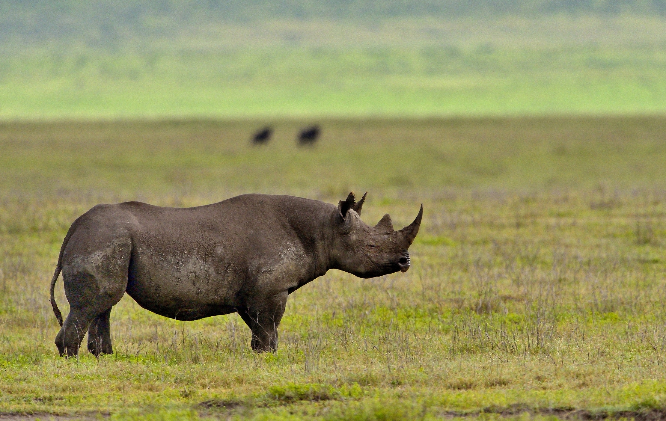 Ngorongoro Crater - Rino...