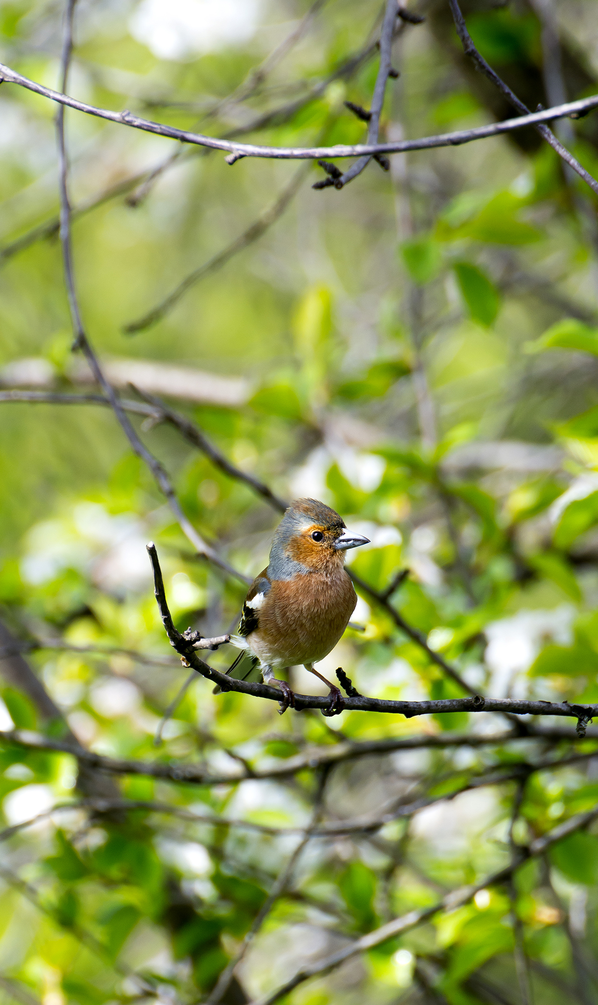 Chaffinch 1...