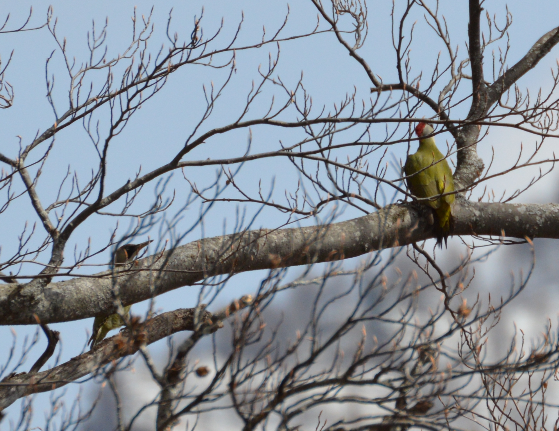 green woodpecker in courtship...