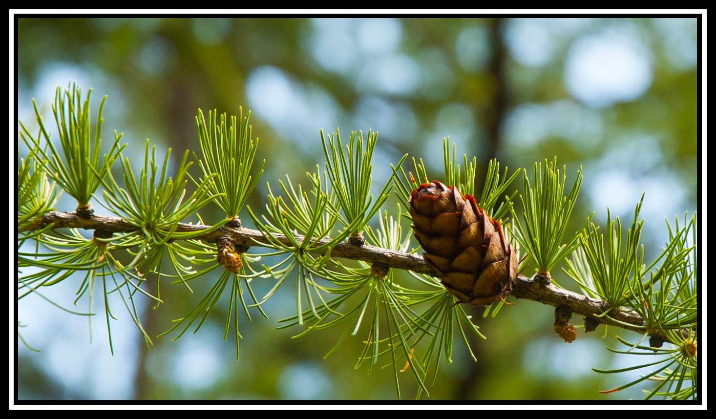 pine...