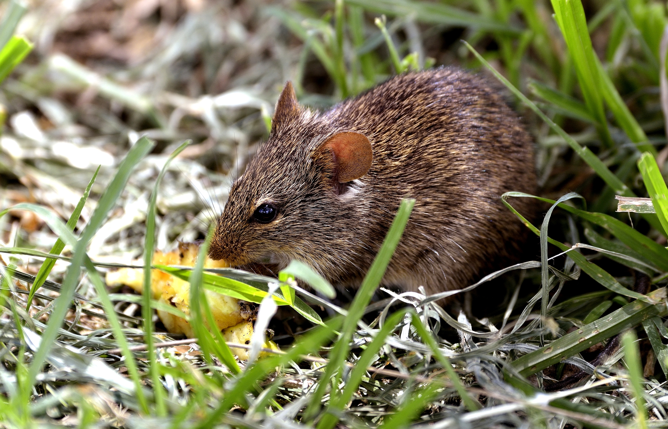 Serengeti - There is also her (vole) in Savannah...