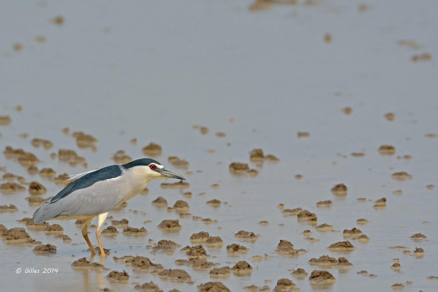 Night Heron (Nycticorax nicticorax)...