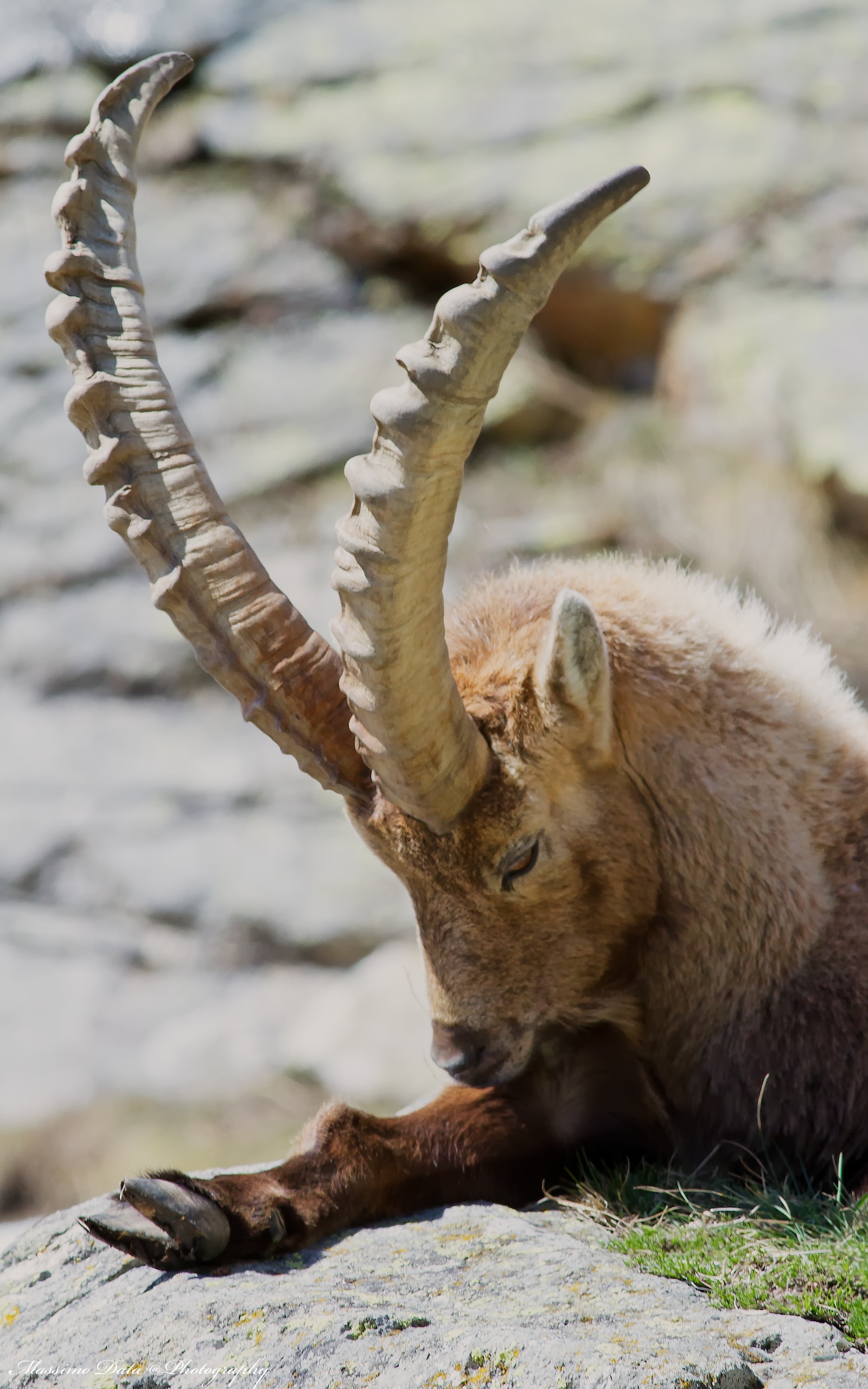 Ibex...