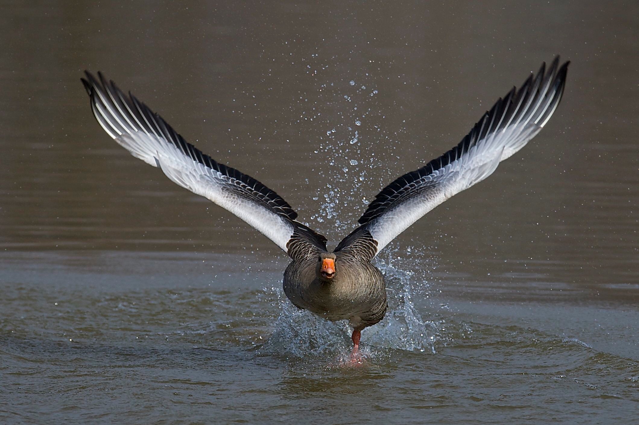 Fly fly fly the goose maia!...