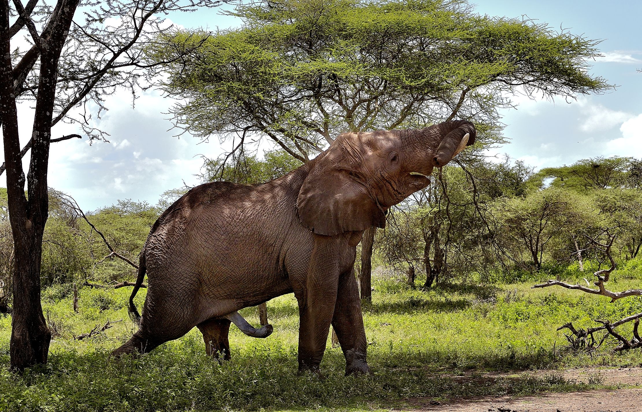 Ngorongoro Conservation Area - Elephant...