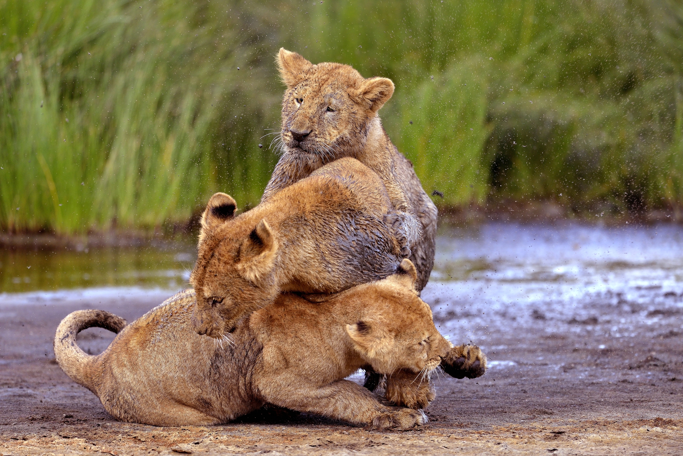 Ngorongoro Cocervation Area - Leoncini...
