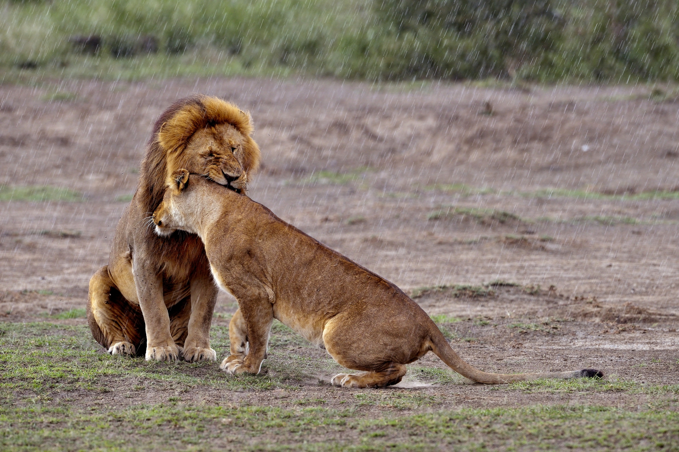 Ngorongoro Cocervation Area - Lions...