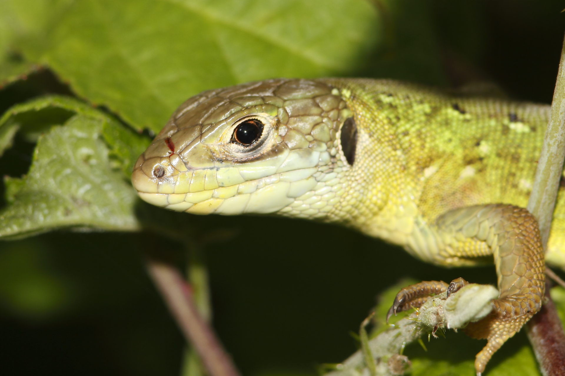 close-up of lizard...