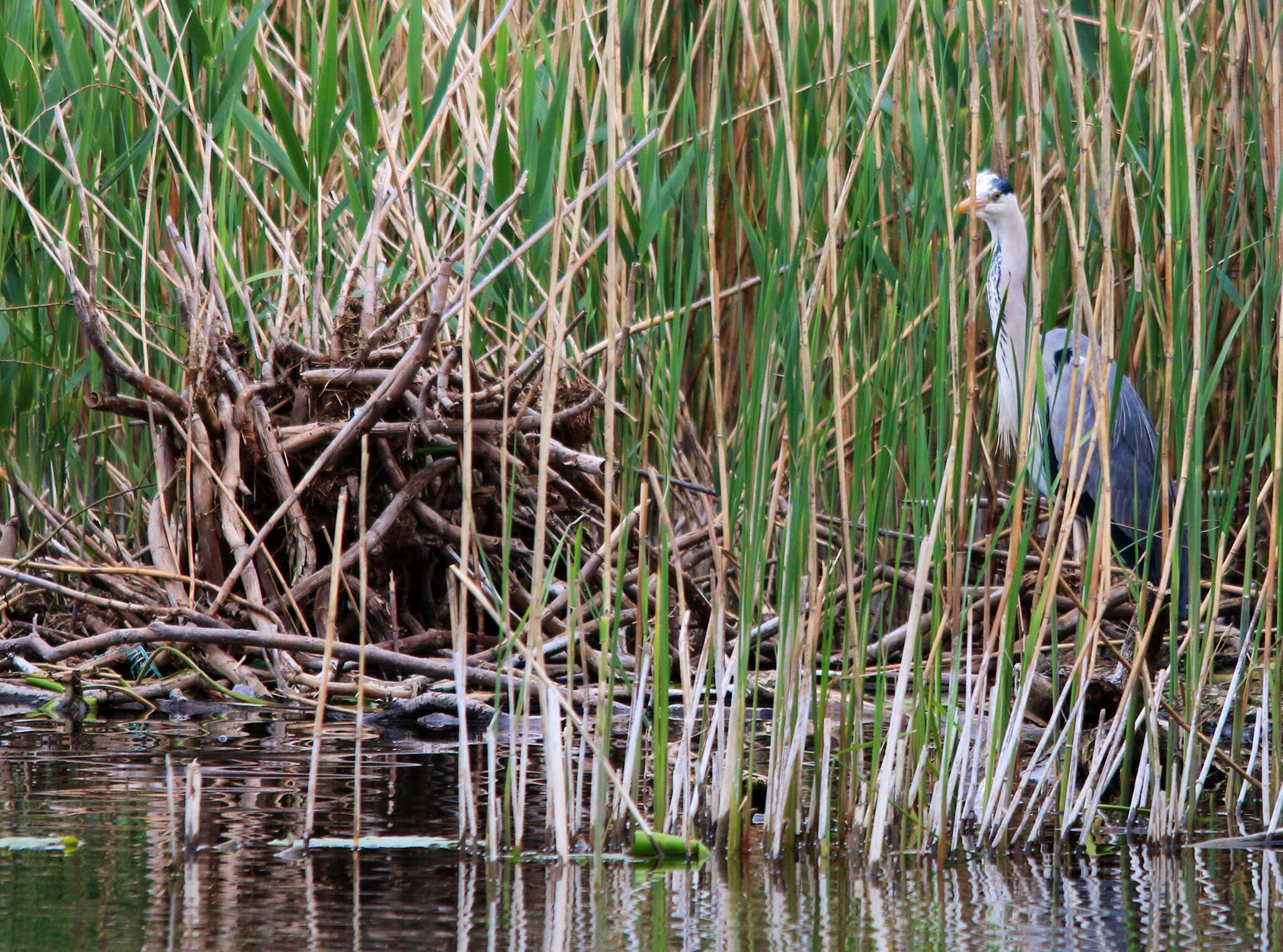 Grey Heron 1...