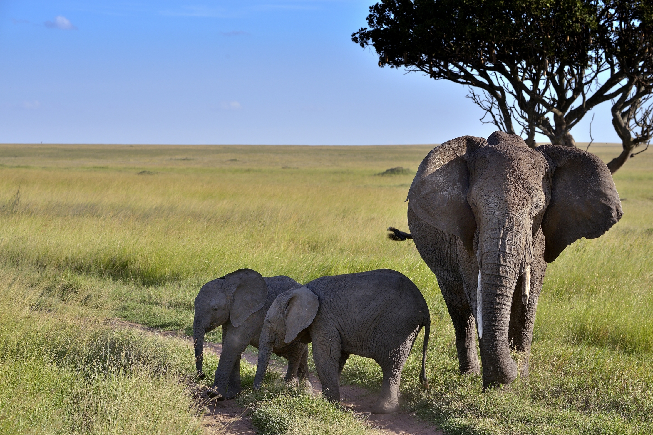 Serengeti - Elephantine...