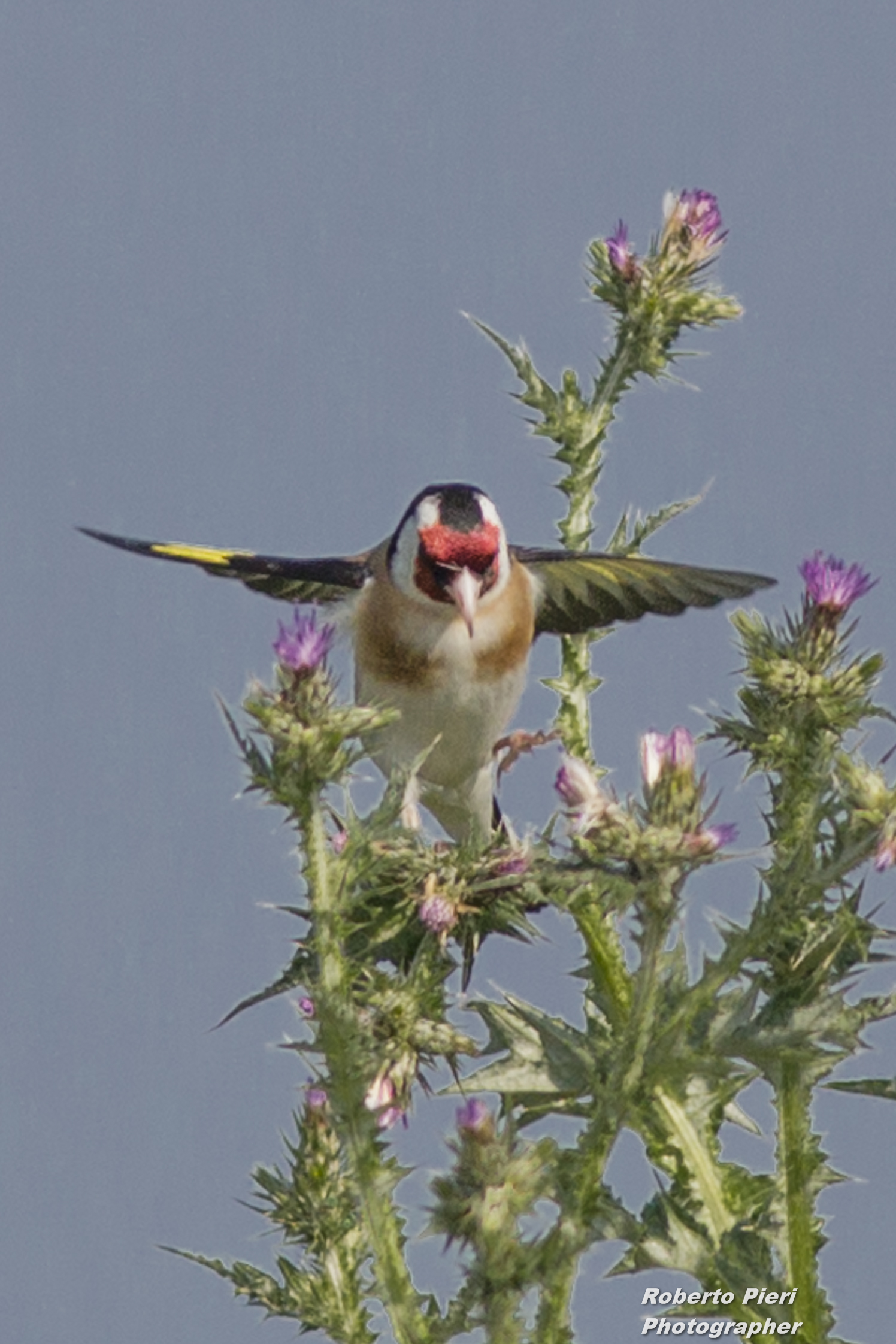 the 'arrival of the Goldfinch...