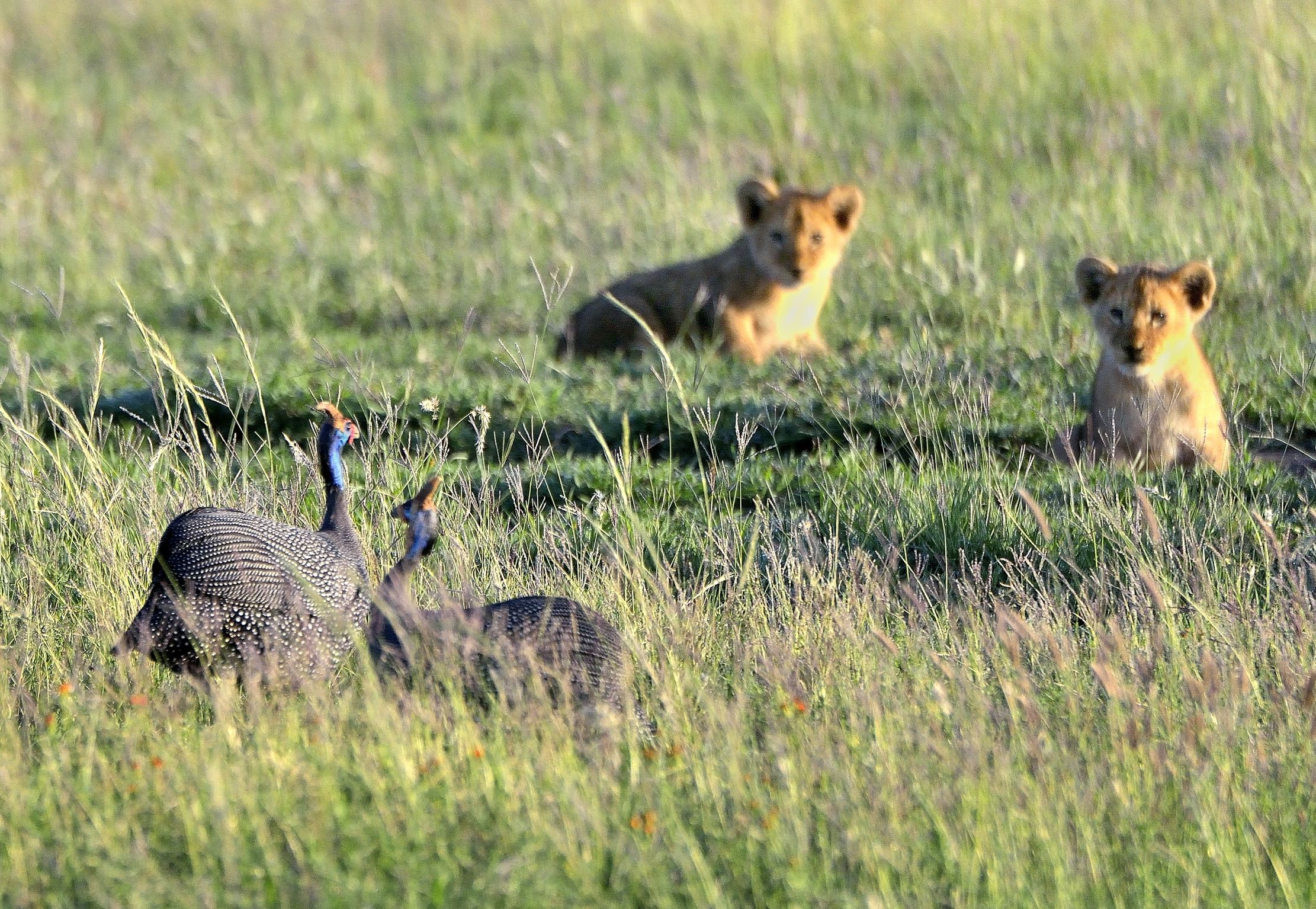 Serengeti - The ambush to Pharaoh...