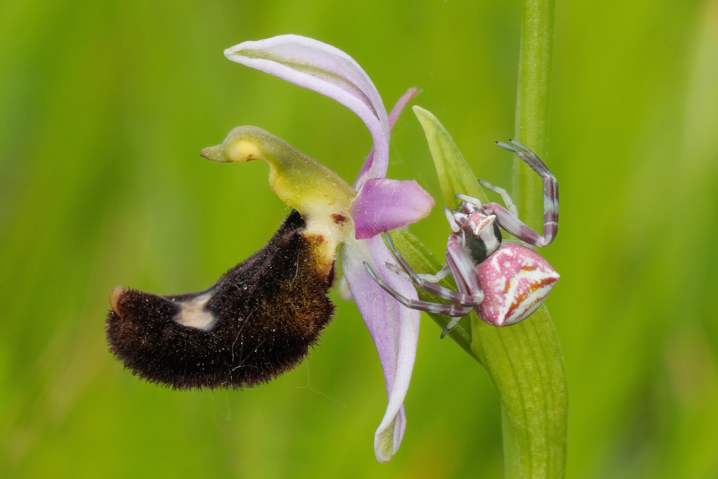 Thomisus onustus of Ophrys bertolonii...