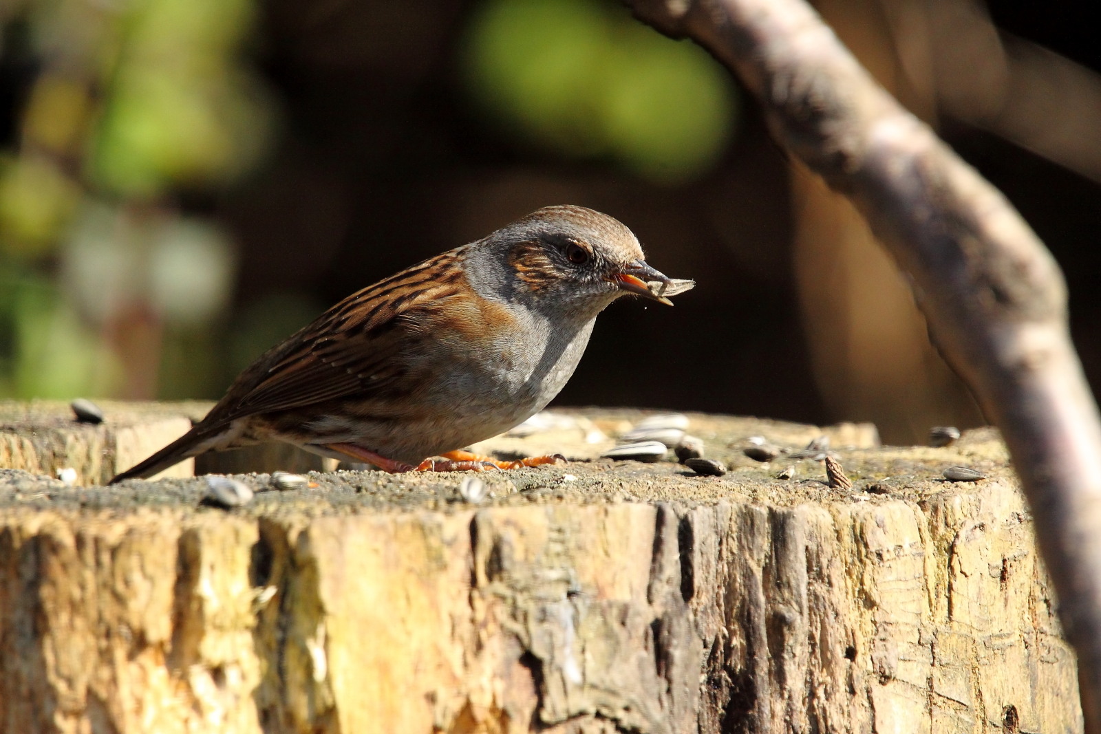 sparrow...
