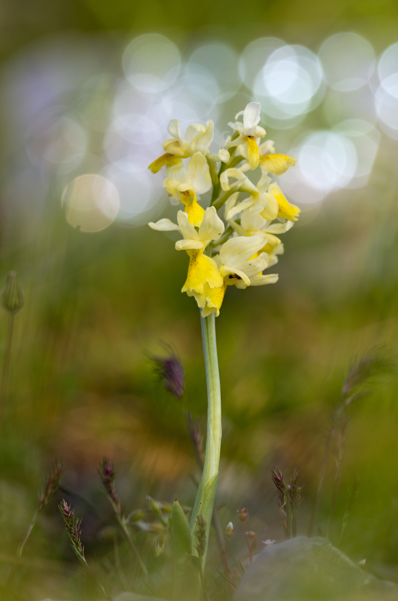 Orchis pauciflora (Ten, 1811) - Orchids...