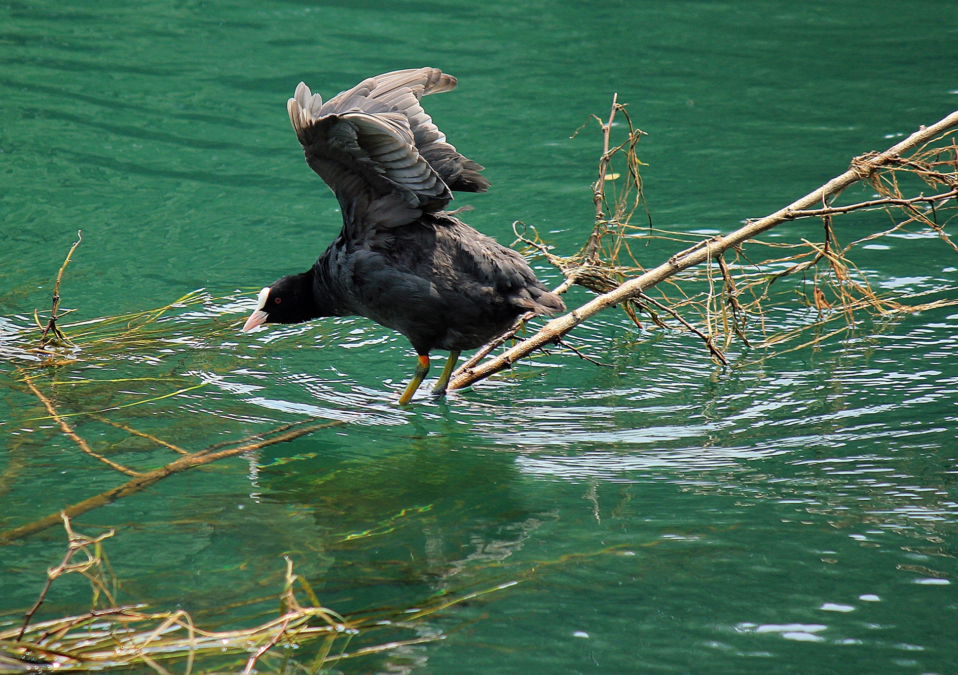 Coot tightrope...