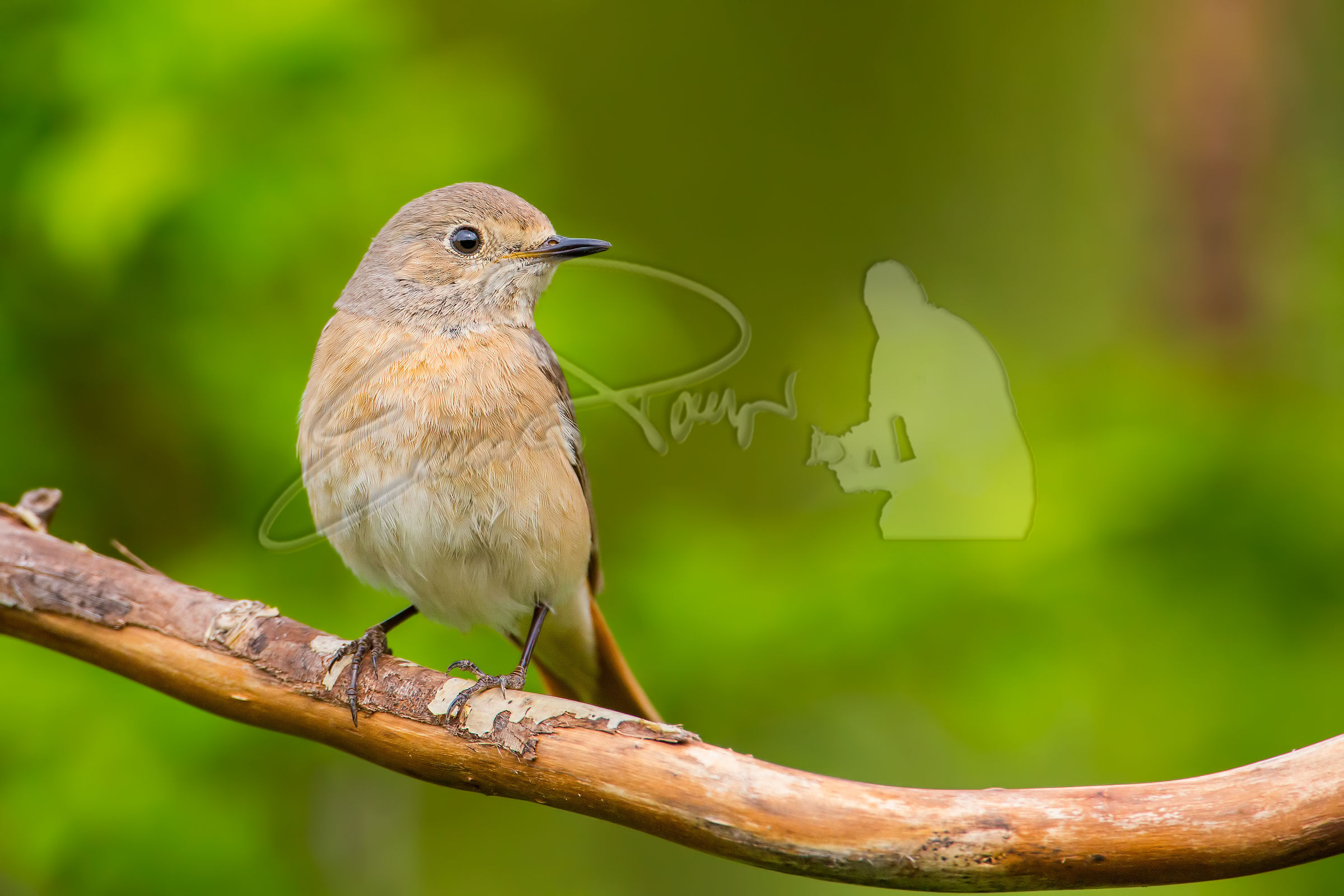 Redstart Female...