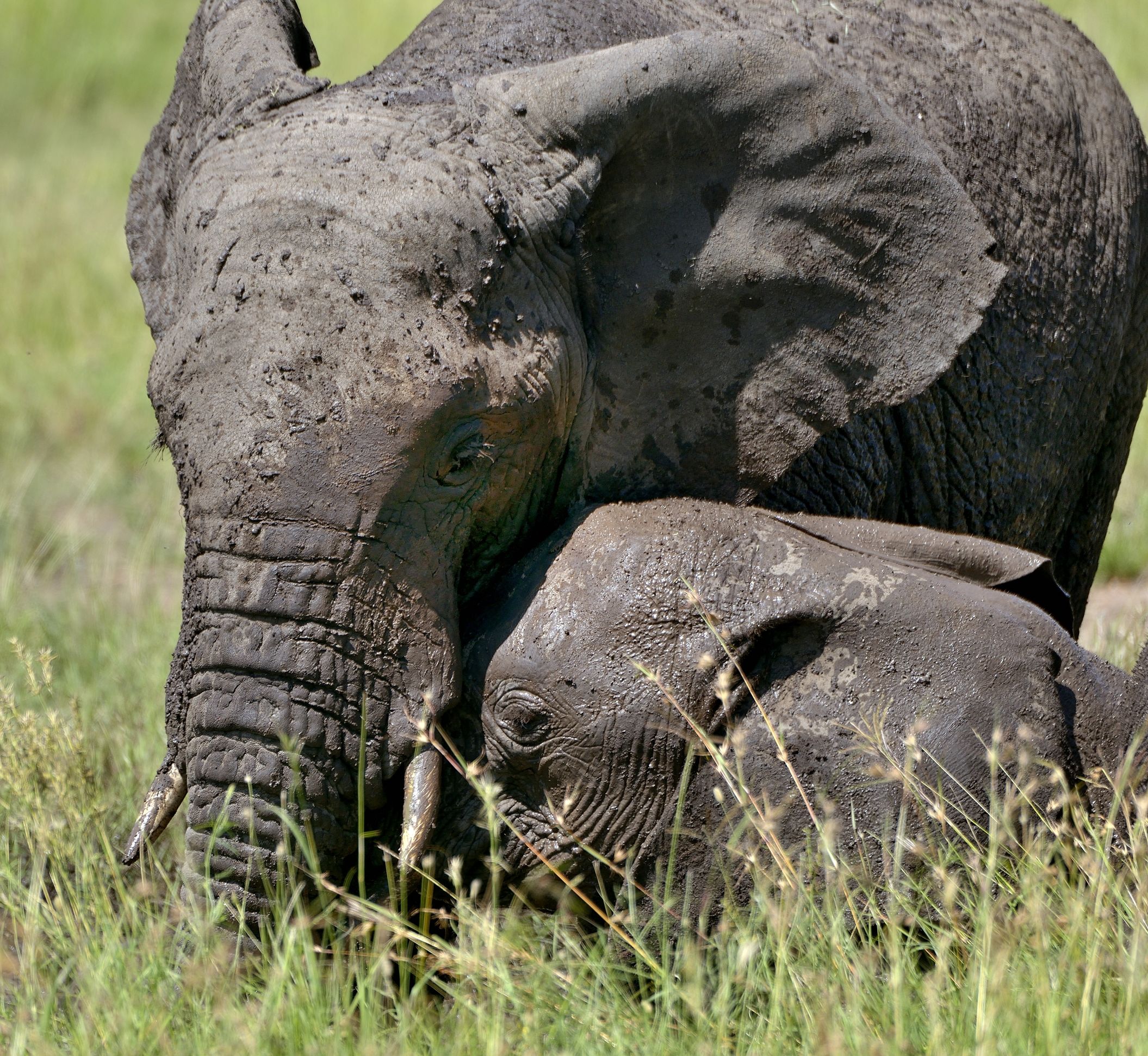 Serengeti-Elephants...