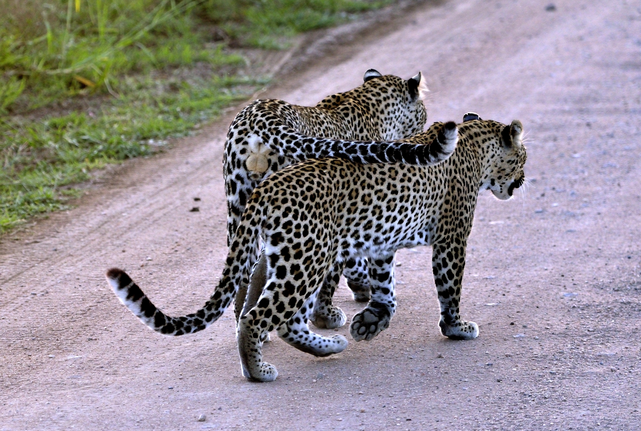 Serengeti - Leopards...