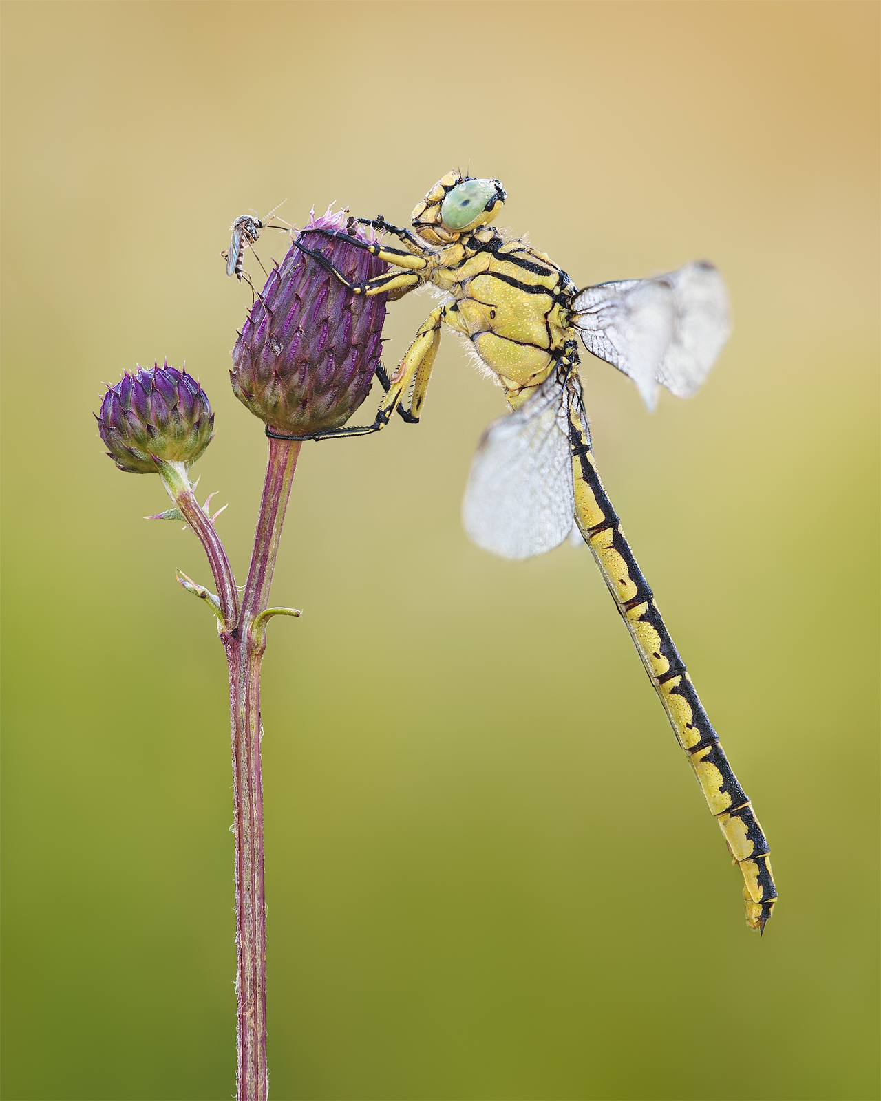 Yellow-legged Dragonfly...